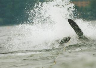 �E�H�[�^�[�X�L�[�r�M�i�[